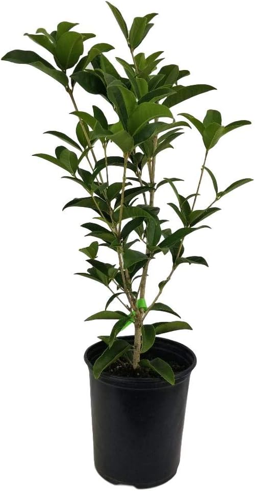 Fragrant Tea Olive ( osmanthus fragrans ) - Trade Gallon