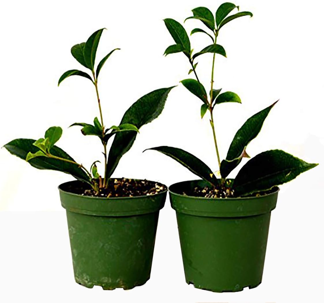 9GreenBox - Sweet Olive Tree Osmanthus - 2 Pack of 4 Pot