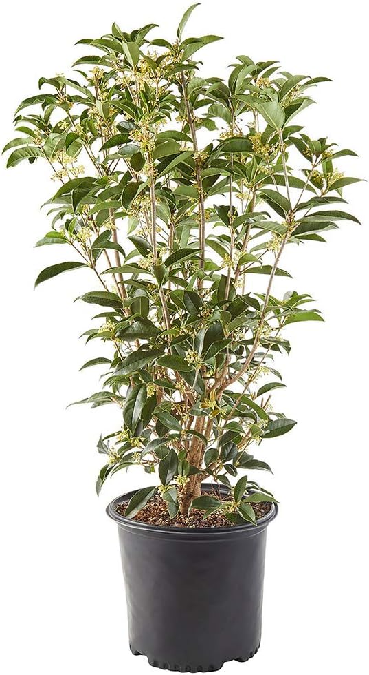 Shrub Tea Olive Osmanthus 2.25 Gal, White Blooms