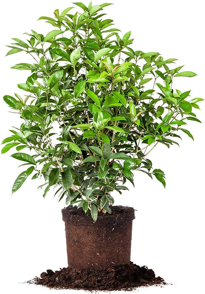 Perfect Plants Tea Olive Live Plant, 7 gallon, Includes Care Guide