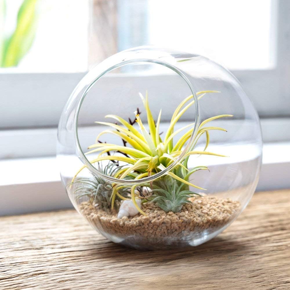 Mkono Plant Terrarium Set Display Glass Tabletop Succulent Air Plant Planter Globe Microlandschaft House,Gifts for Plant Lovers Thanksgiving Christmas Home Decoration (Plant Not Included)