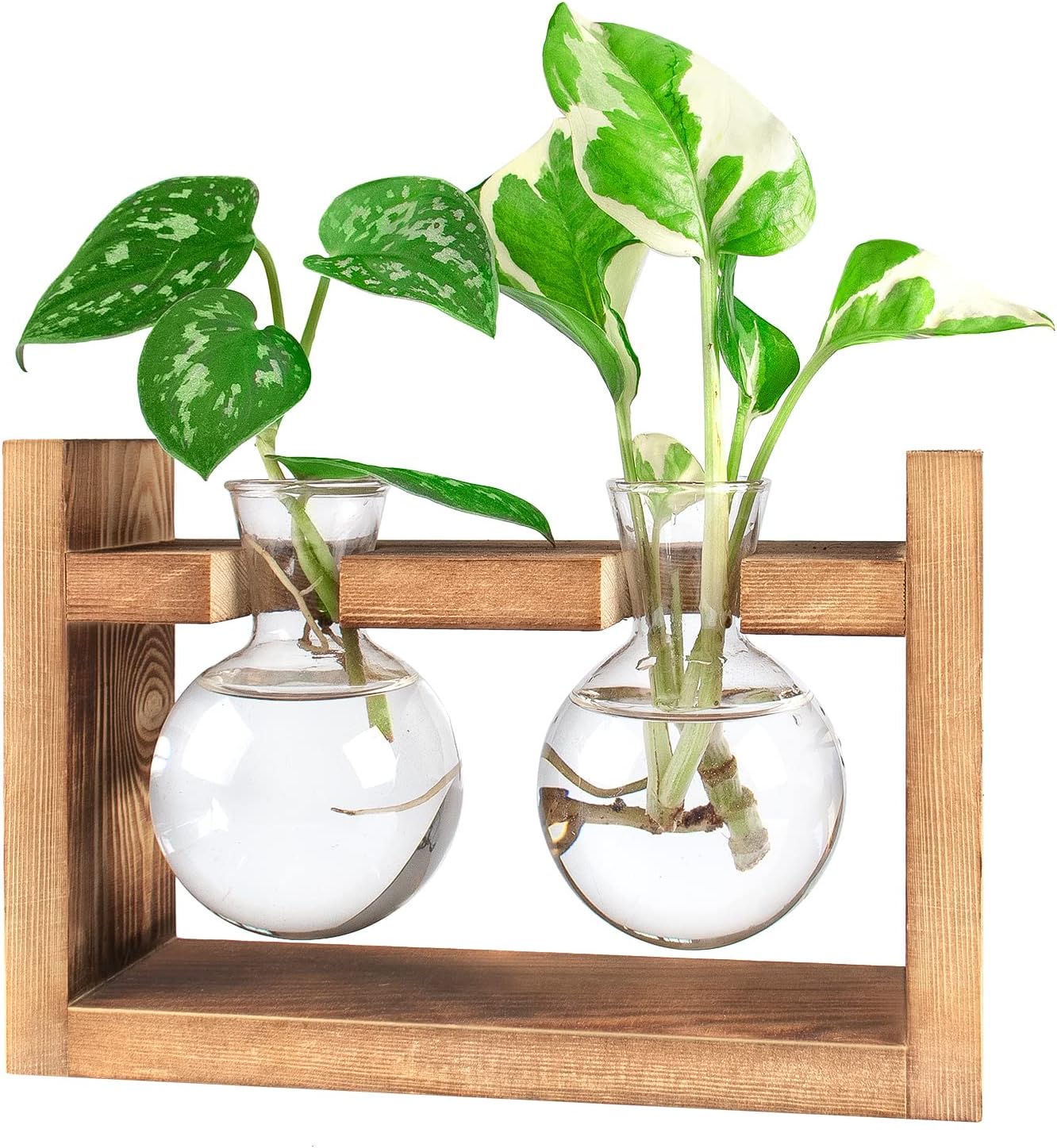 Ivolador Plants Terrarium Glass Bulb Terrarium with Retro Solid Wooden Stand Propagation Sation for Hydroponics Plants Desktop Home Garden Wedding Dcor (2 Bulbs)