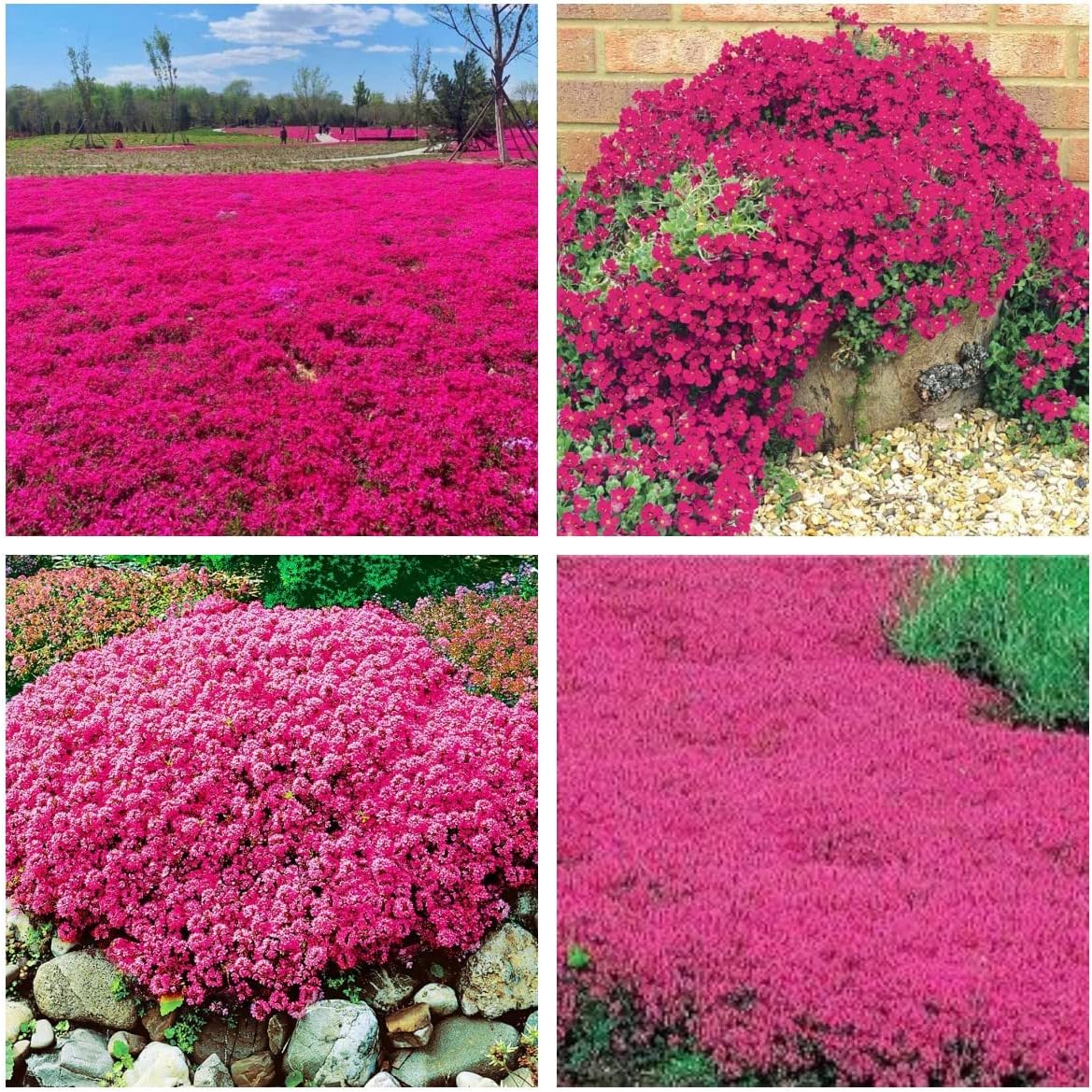 Red Creeping Thyme Seeds for Planting 20000+ Non-GMO Perennial Flower Seeds Landscaping Ground Cover, Easy to Grow